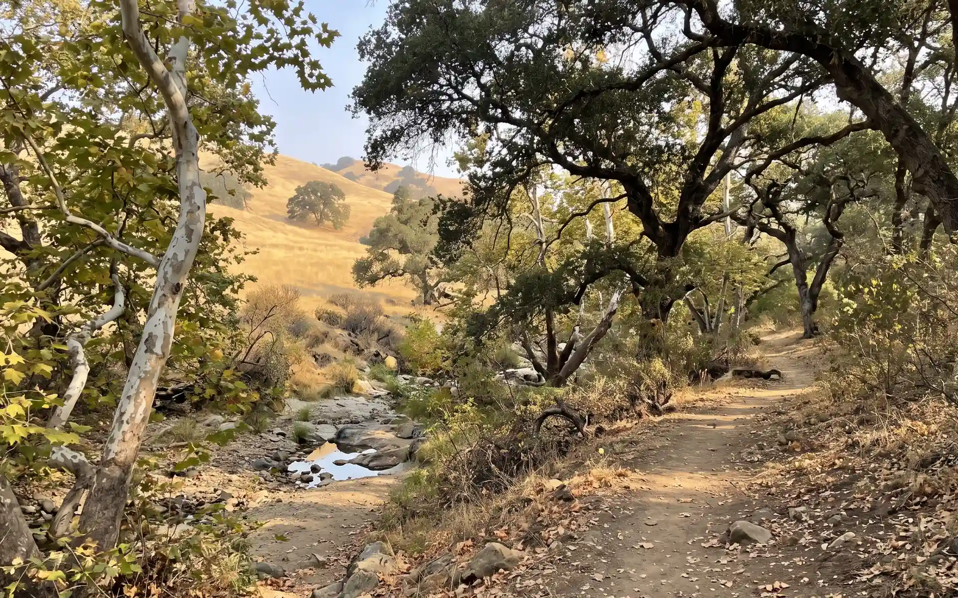 An oak woodland preserve with a seasonal creek and a trail