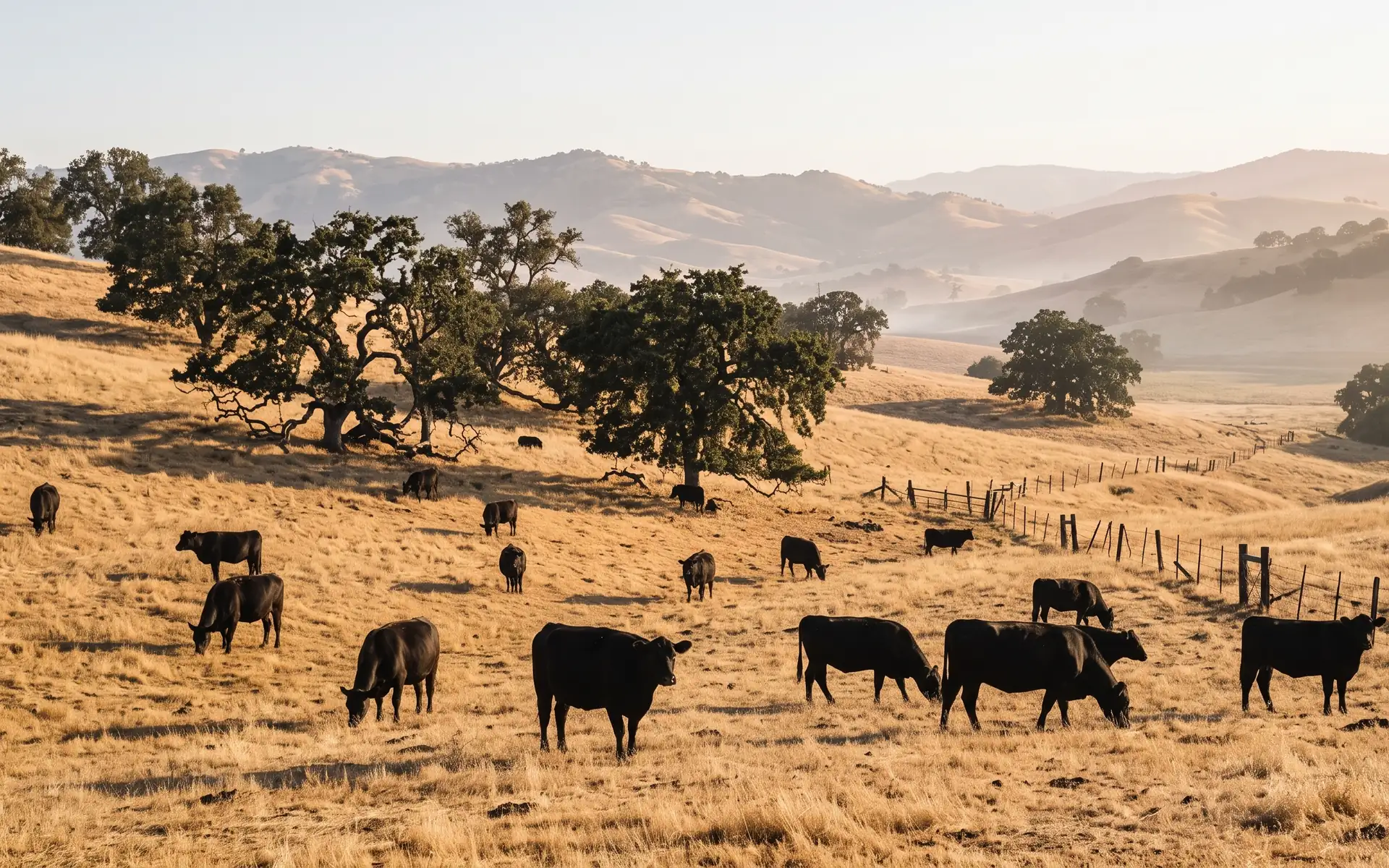 Cattle grazing on open rangeland with oaks and a fence line