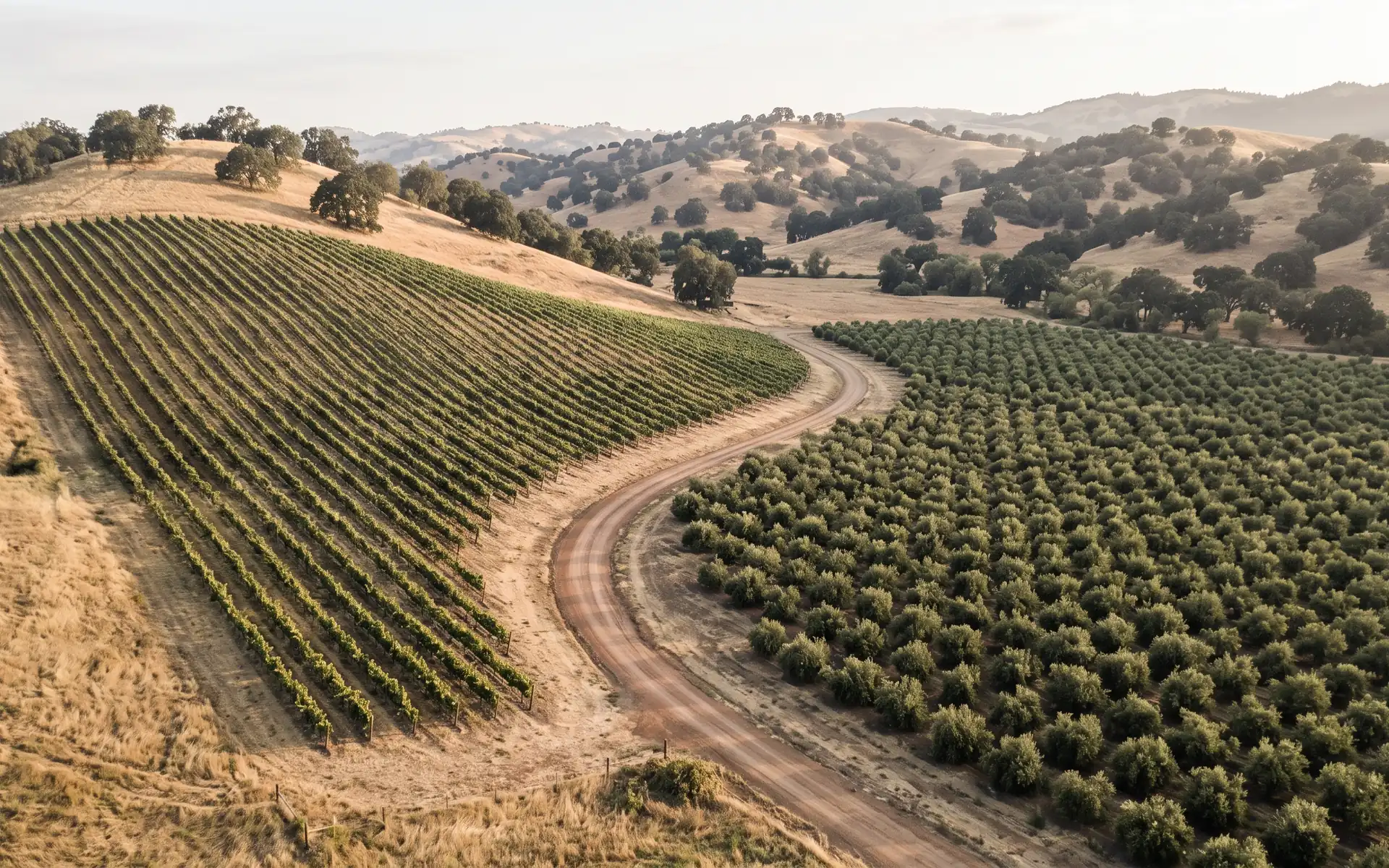 Vineyard rows on a slope above an orchard block, with a farm road and oak hills beyond